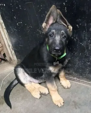 1-3 months Female Purebred German Shepherd