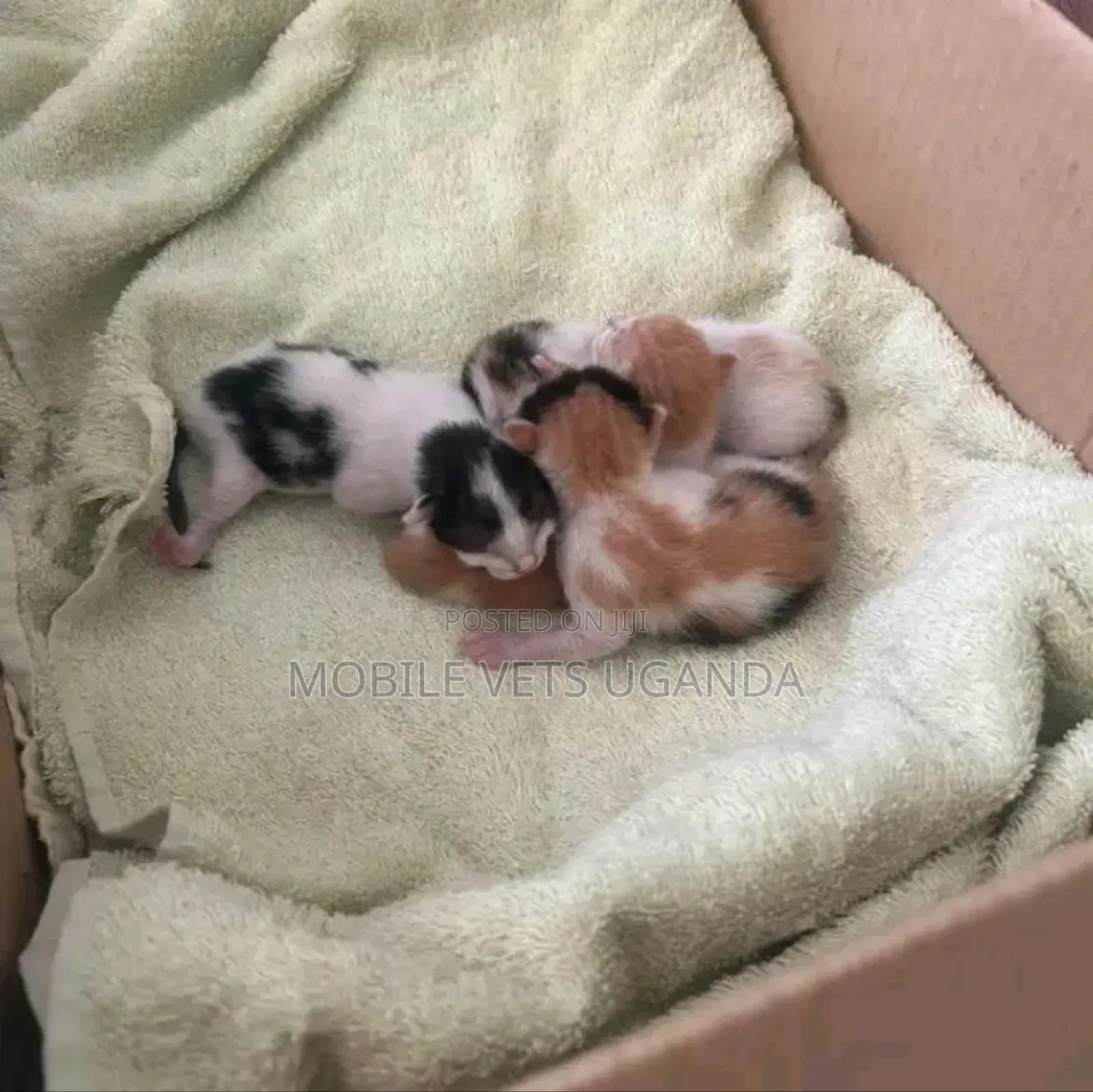 1-3 months Male Purebred American Bobtail
