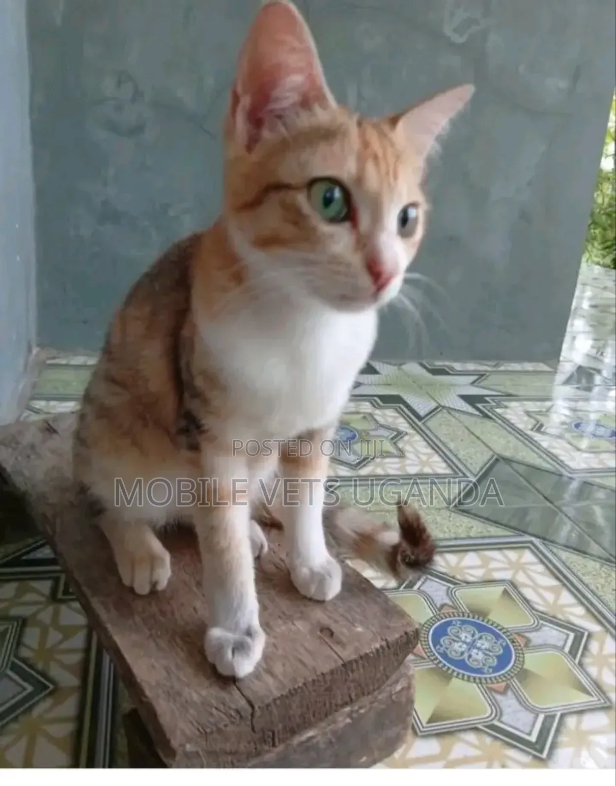 3-6 months Male Purebred Turkish Angora