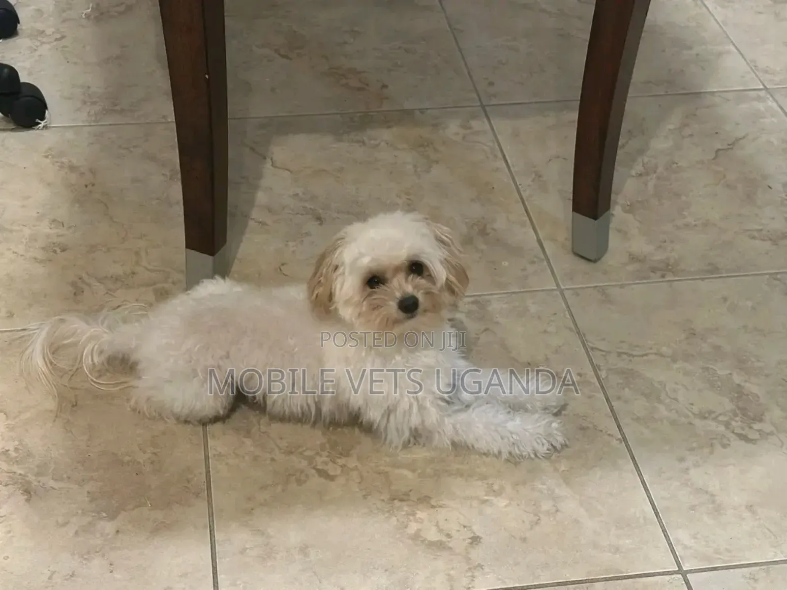 3-6 months Female Purebred Maltese