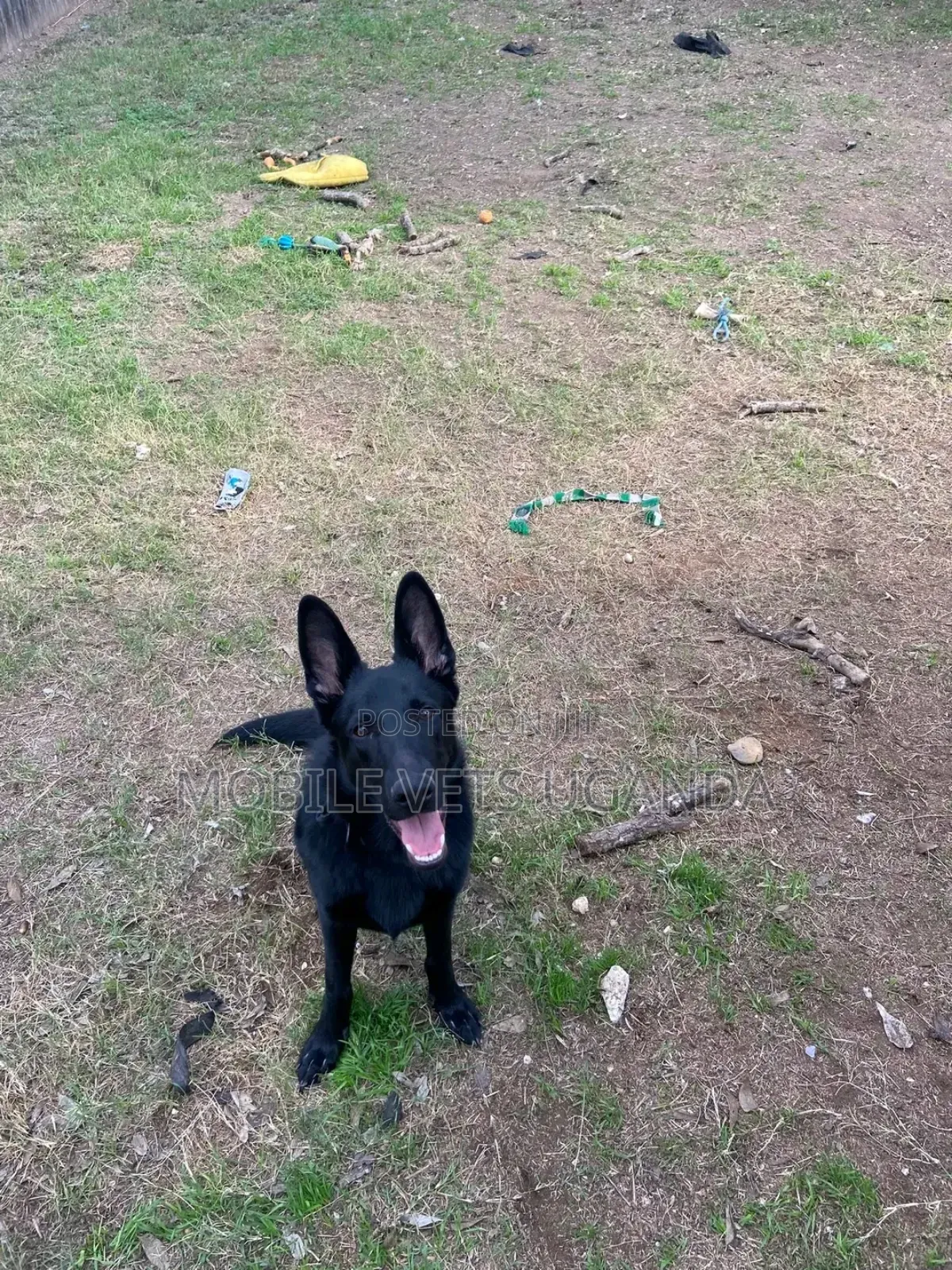 6-12 months Male Purebred German Shepherd