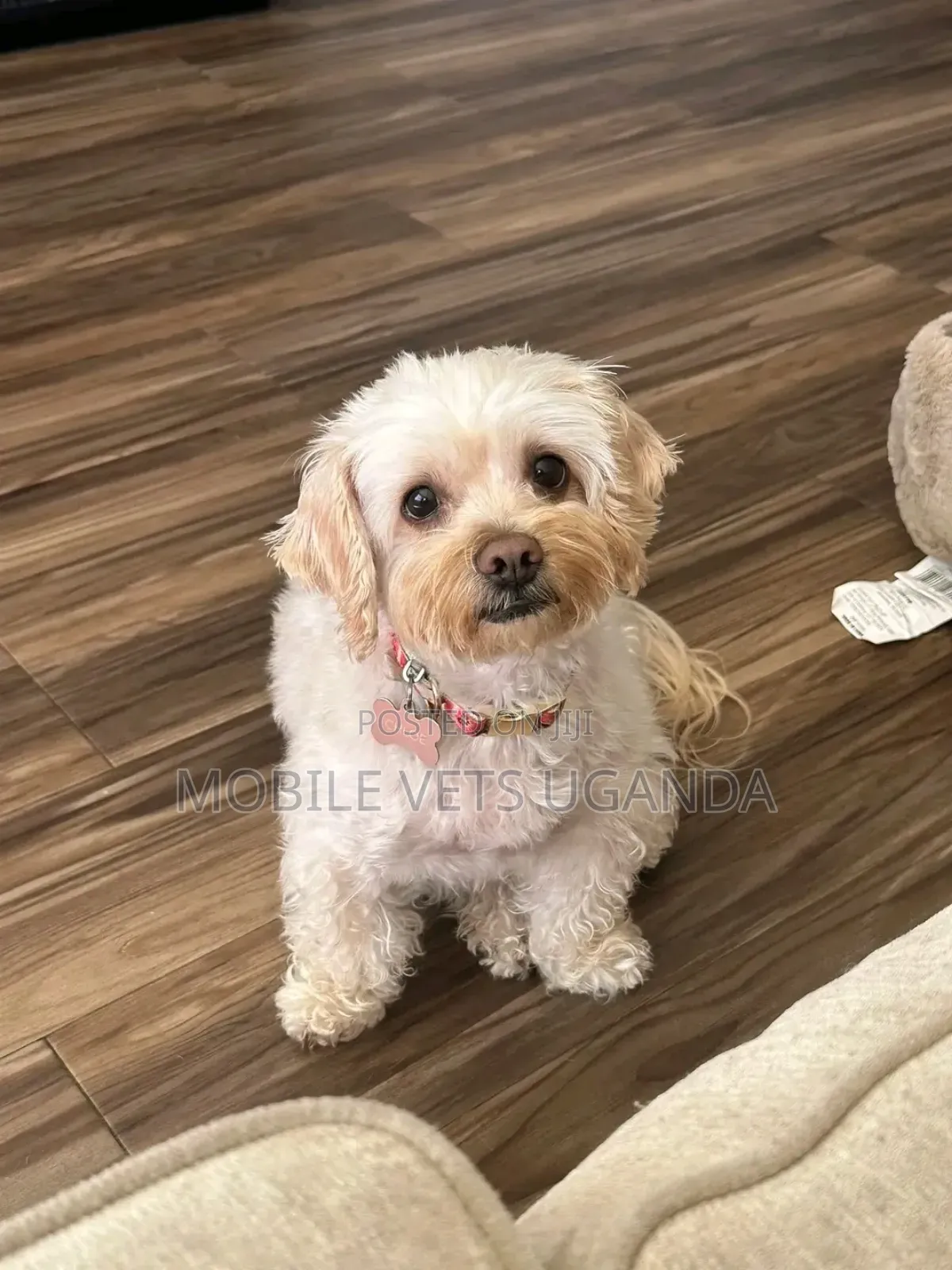 1-3 months Male Purebred Maltese