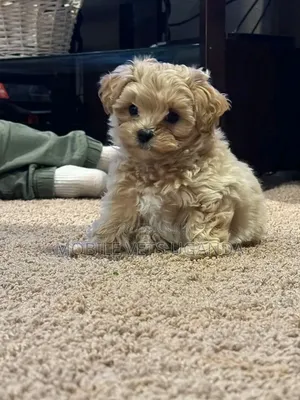 0-1 month Female Purebred Maltese