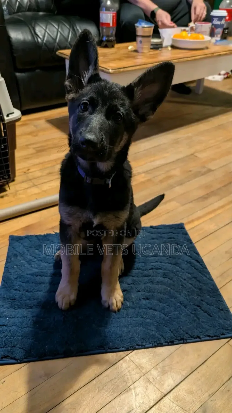 6-12 months Male Purebred German Shepherd