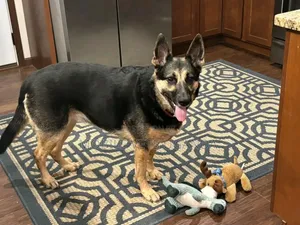 6-12 months Male Purebred German Shepherd