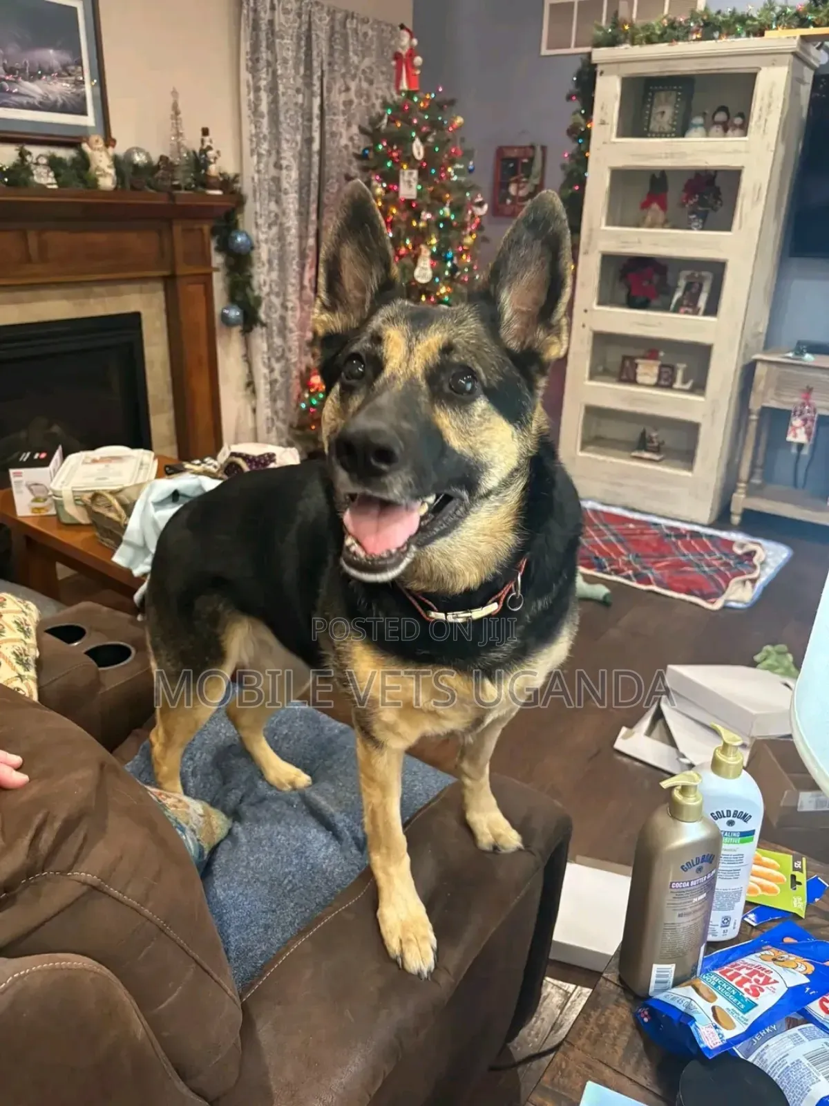 1+ year Female Purebred German Shepherd