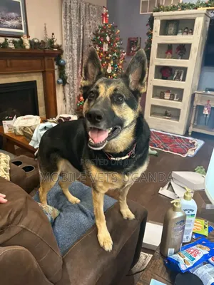 1+ year Female Purebred German Shepherd