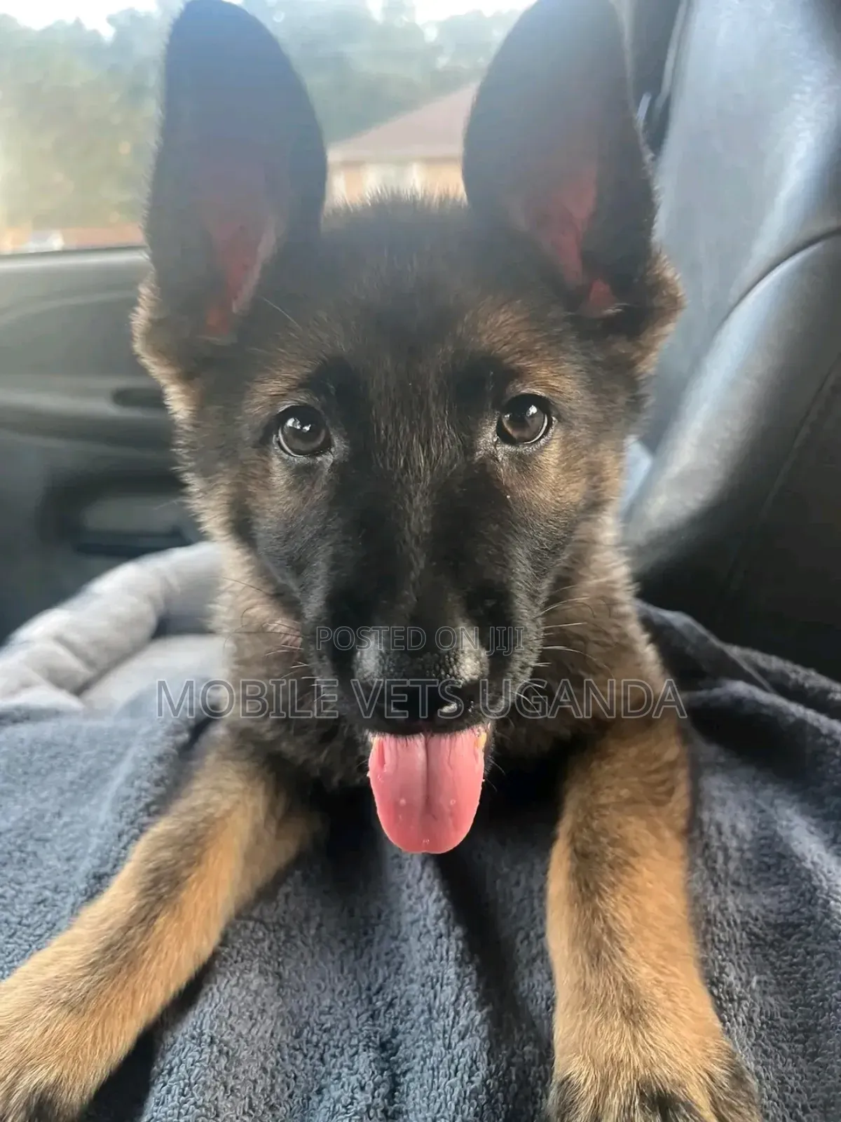 1-3 months Female Purebred German Shepherd