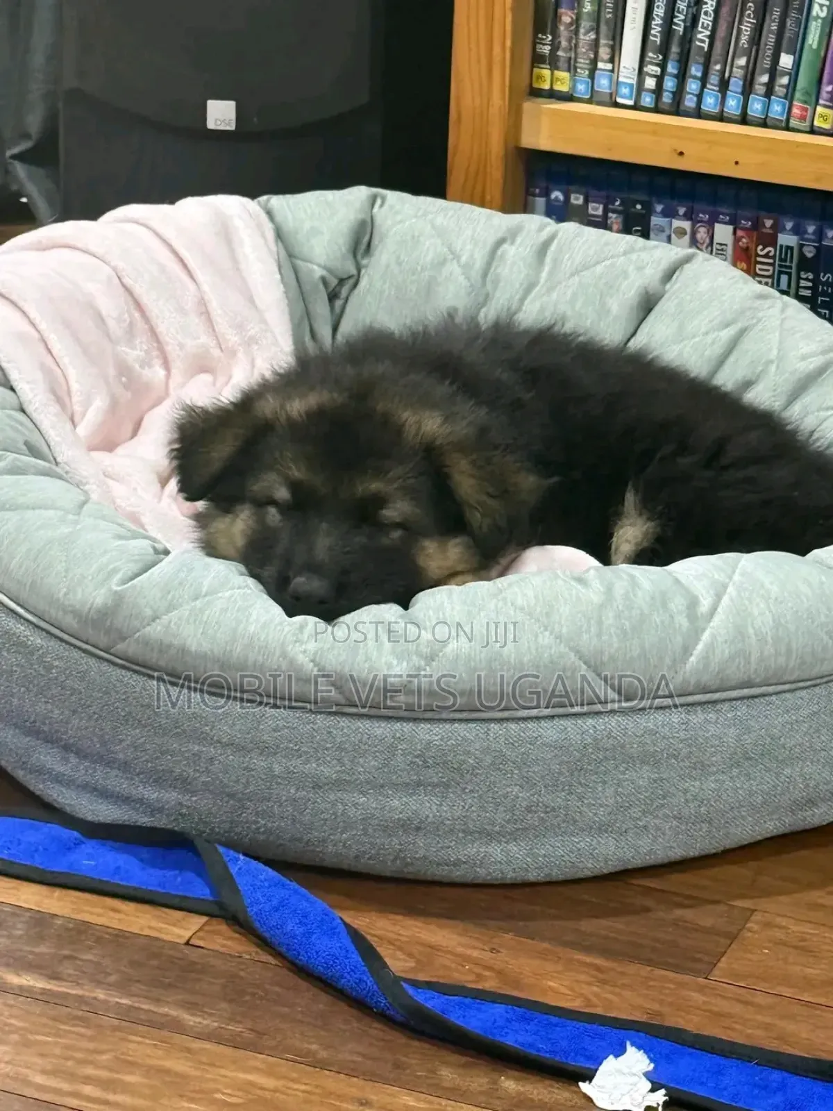 1-3 months Female Purebred German Shepherd