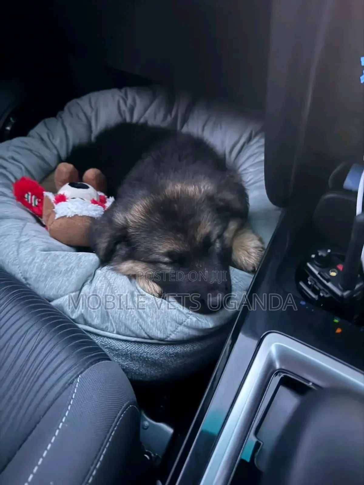 0-1 month Female Purebred German Shepherd
