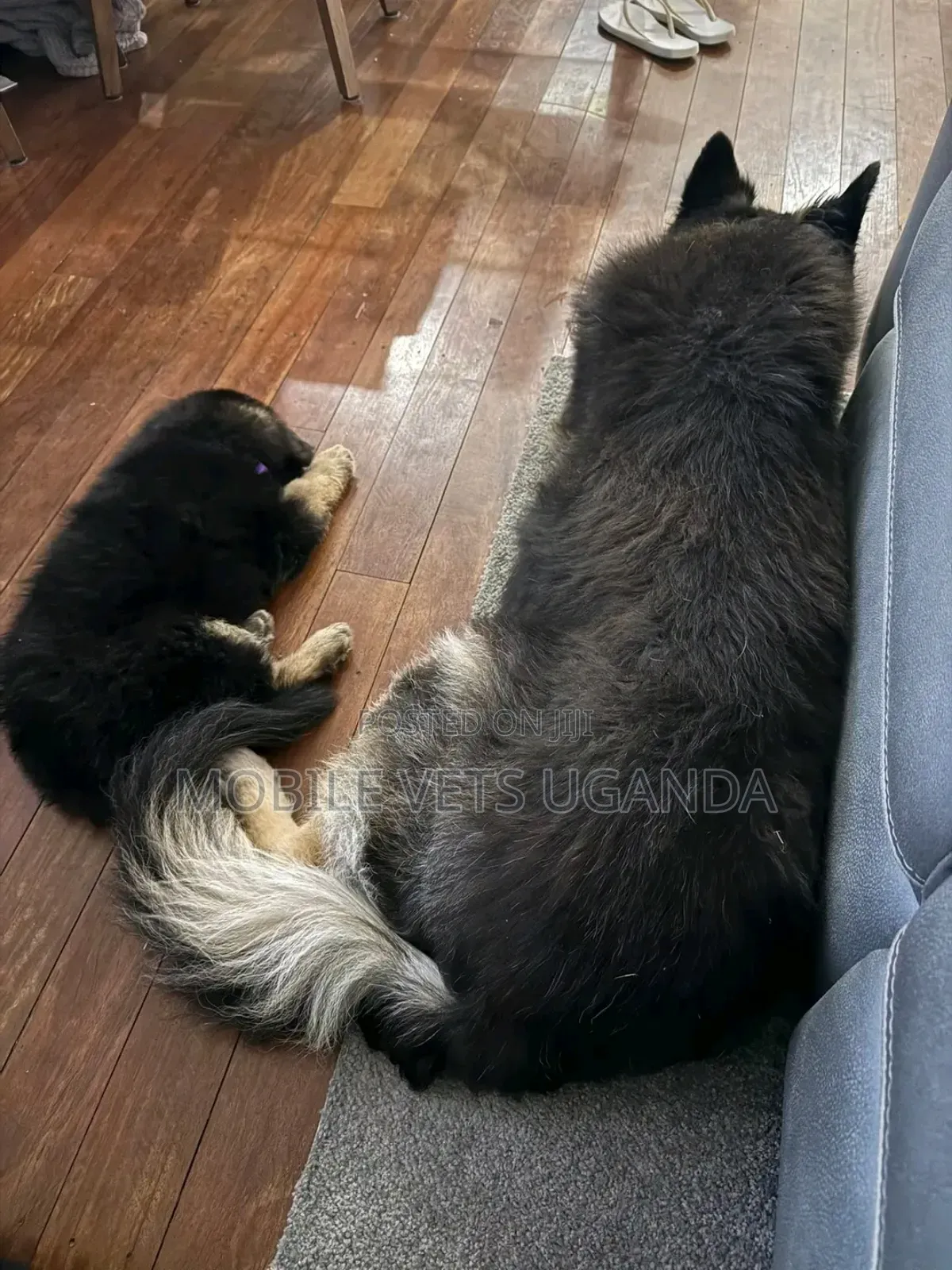 1-3 months Male Purebred German Shepherd