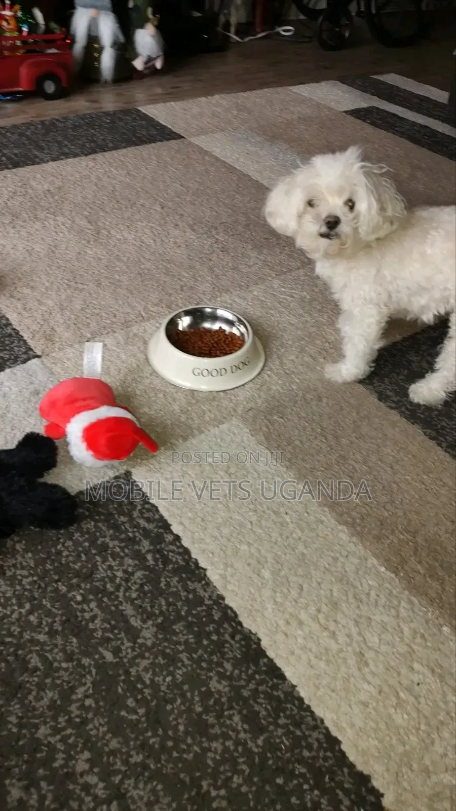 3-6 months Female Purebred Maltese