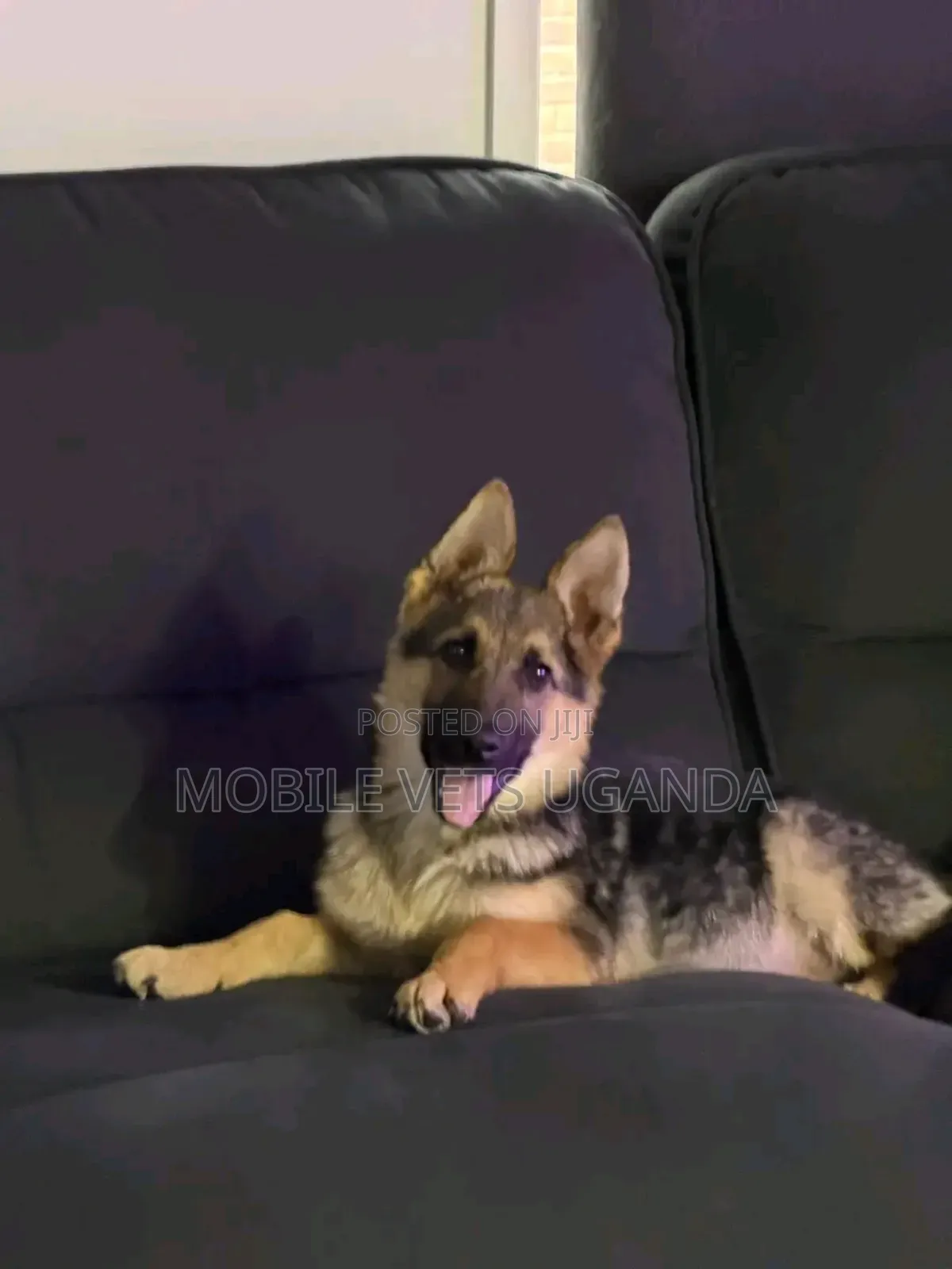 6-12 months Female Purebred German Shepherd