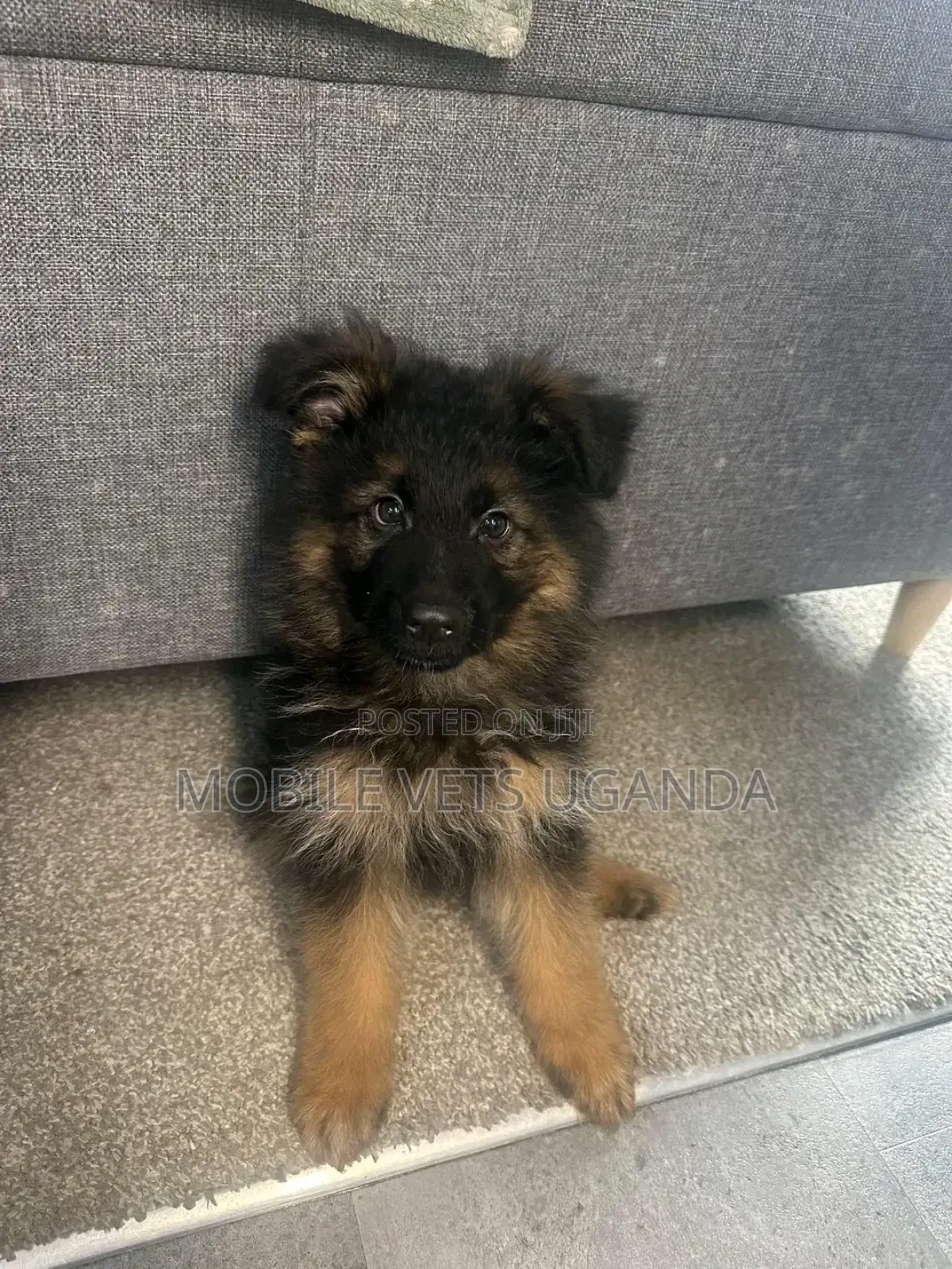 1-3 months Male Purebred German Shepherd