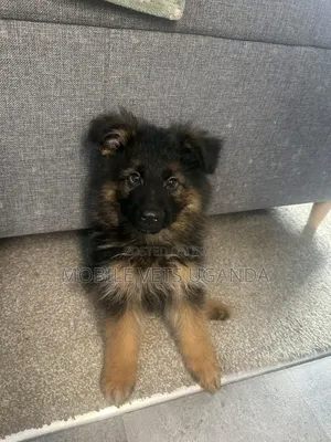 1-3 months Male Purebred German Shepherd