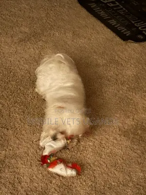 1-3 months Male Purebred Maltese