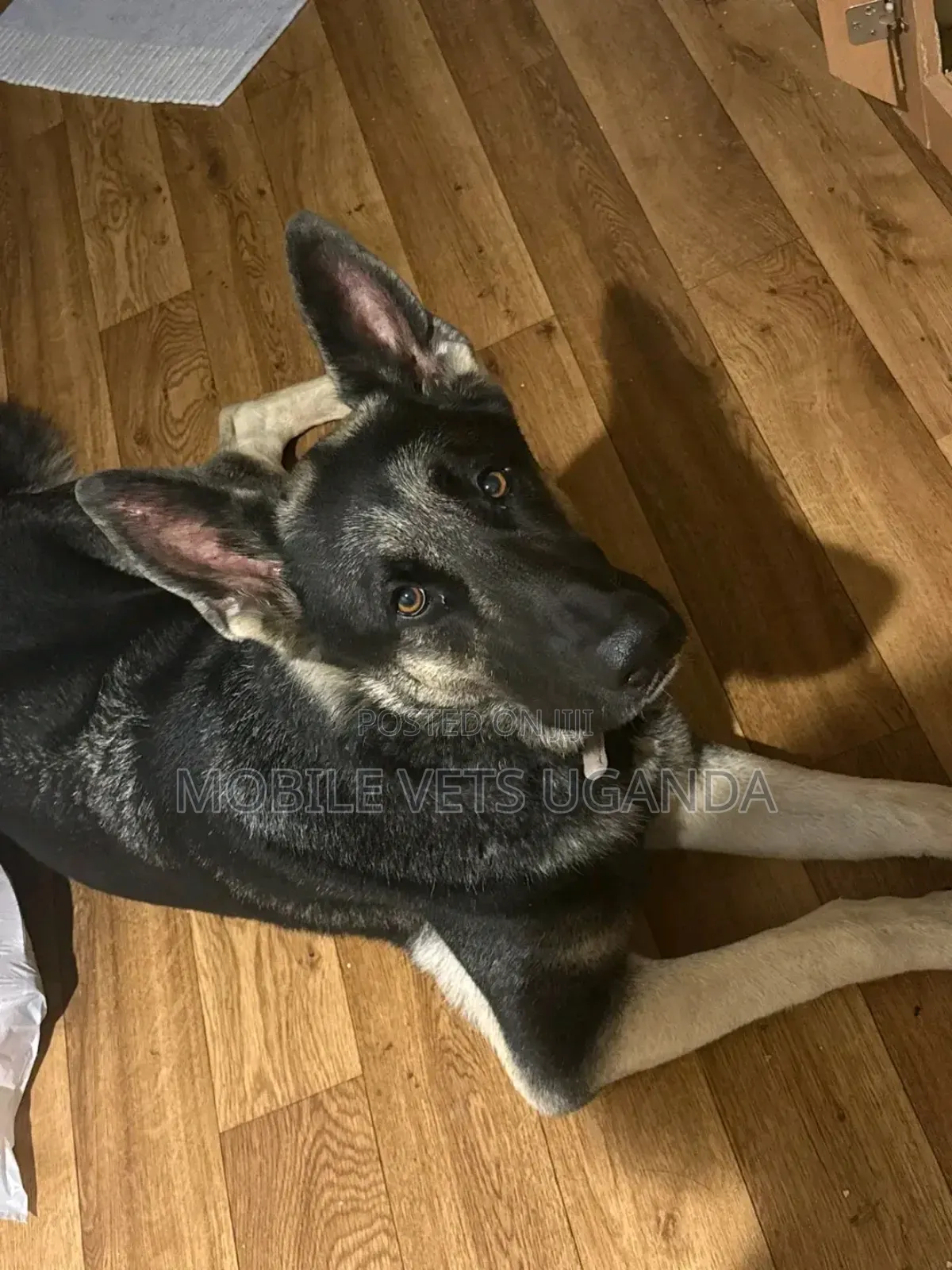 6-12 months Female Purebred German Shepherd