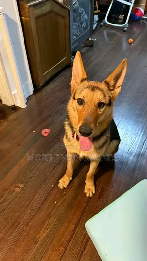 6-12 months Male Purebred German Shepherd