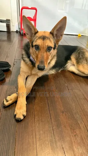 3-6 months Male Purebred German Shepherd