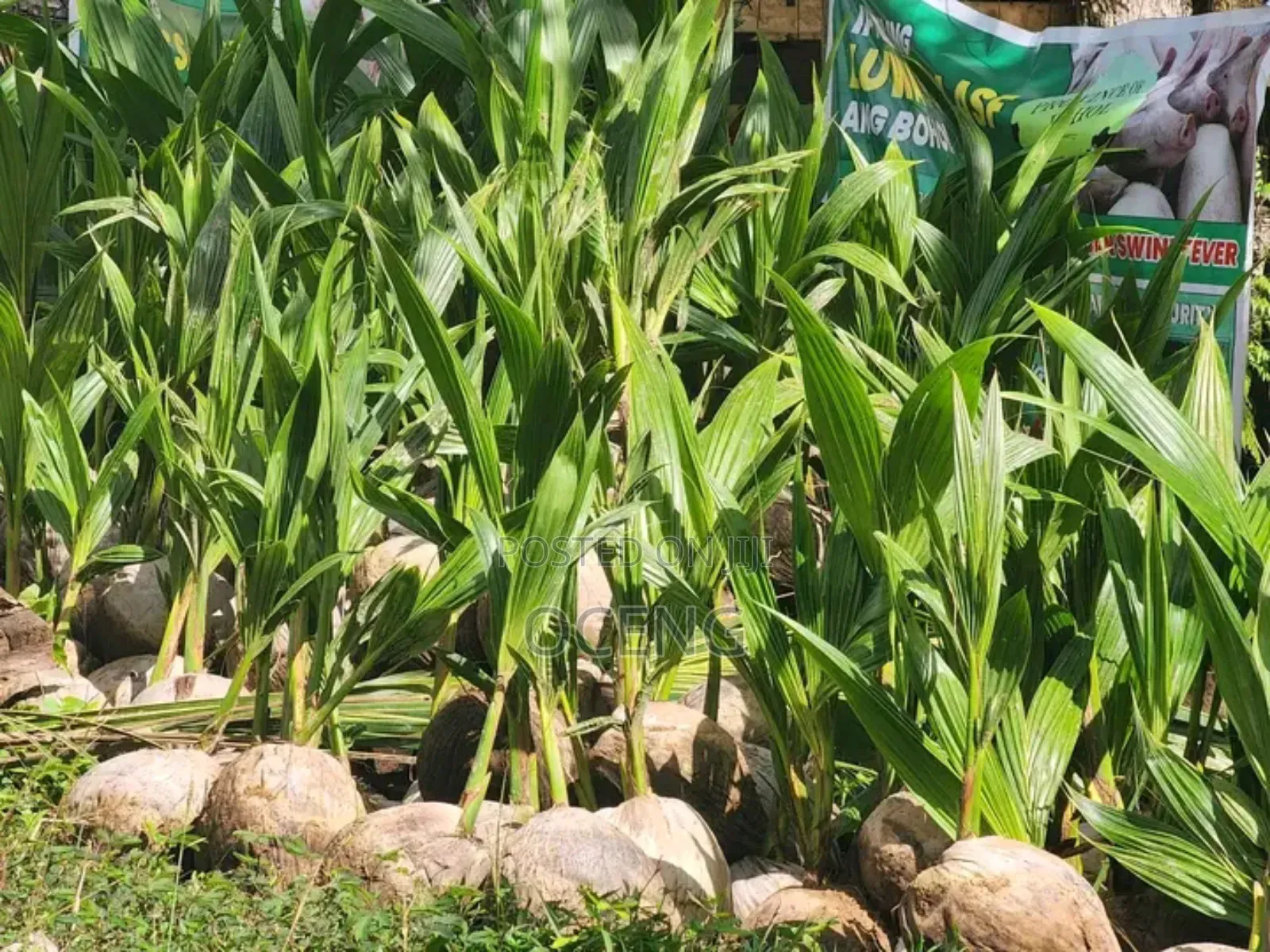 Coconut[Dwarf] Seedlings