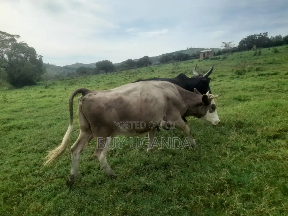 Cows for Sale