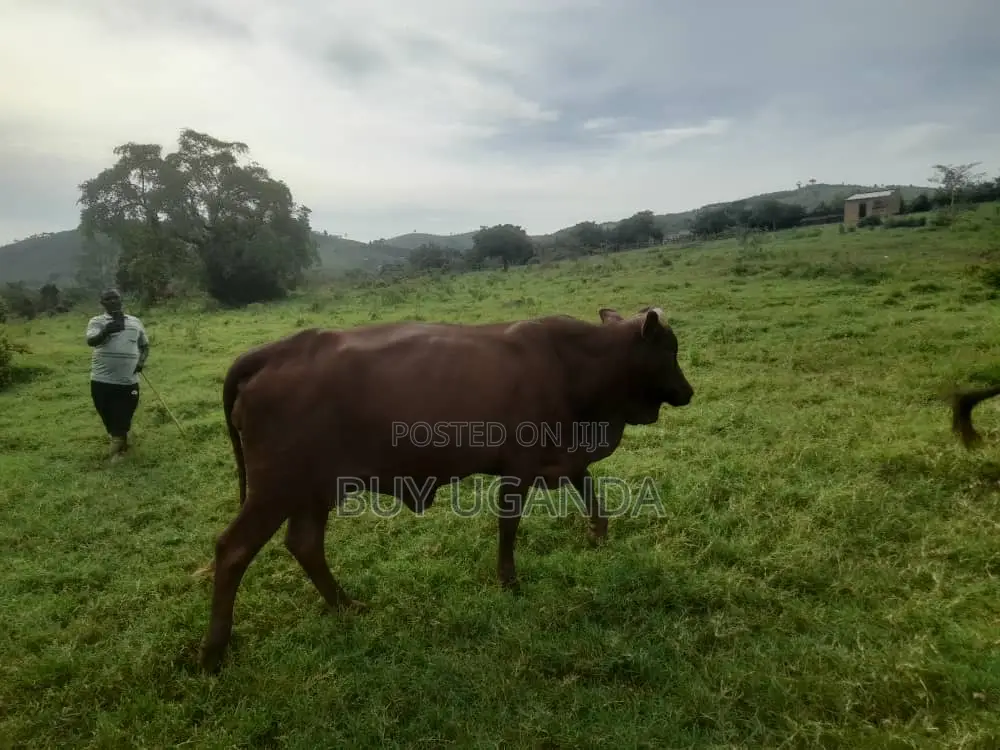 Boran Cows for Sale in Nakaseke