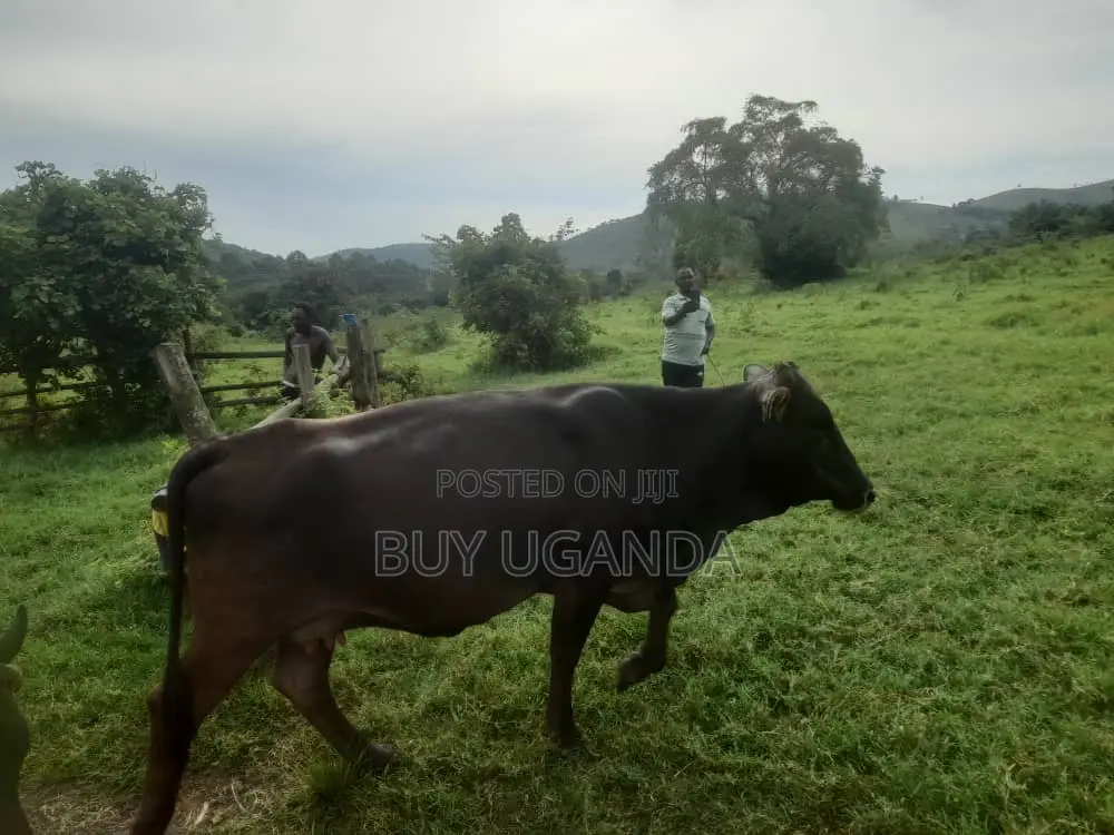 Cows for Sale in Nakaseke
