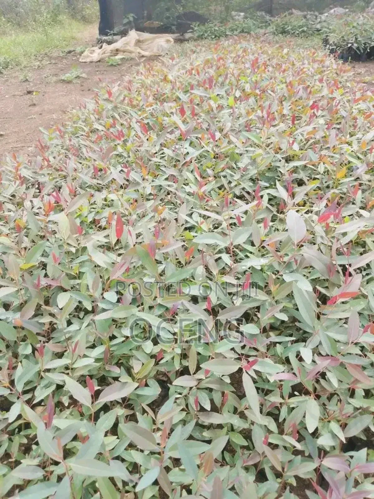 Clonal/Improved Eucalyptus, Gu And Gc Spieces All Available