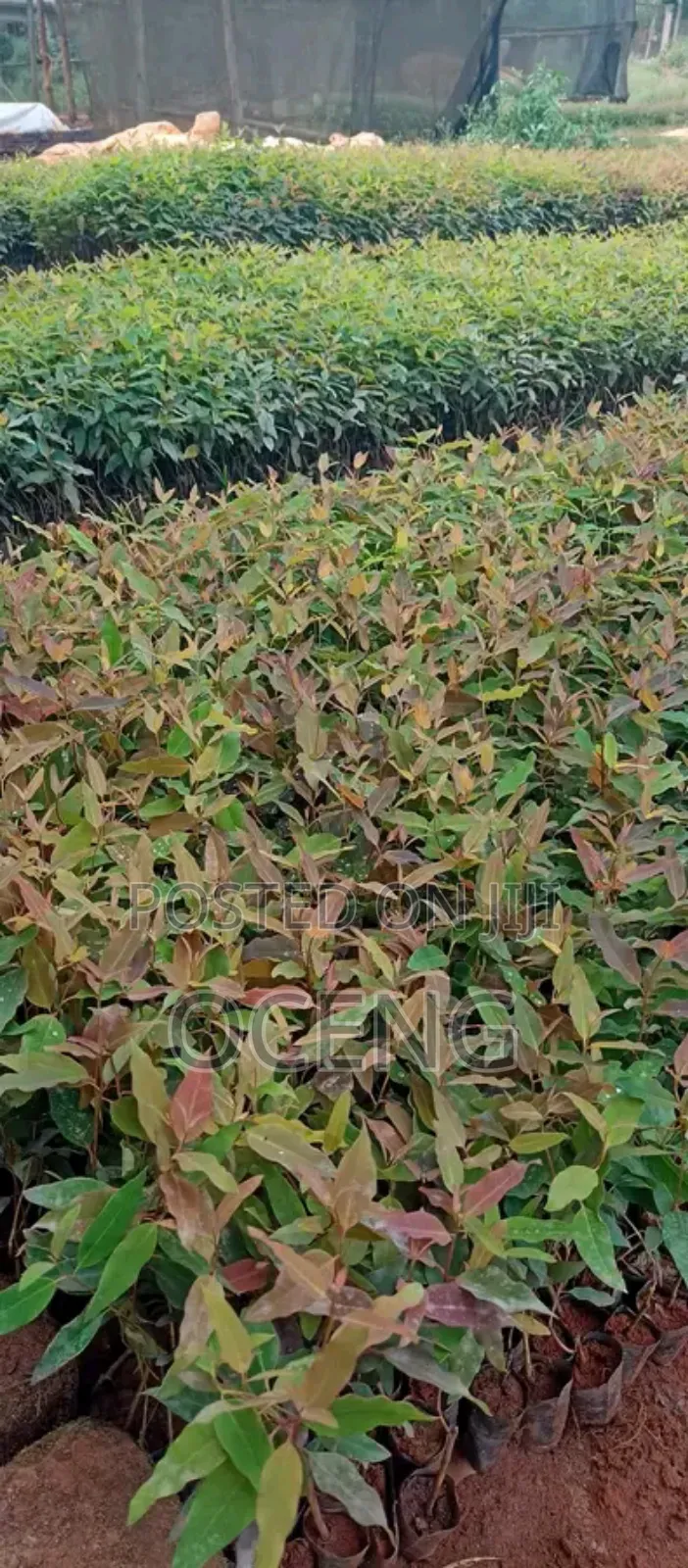 Clonal/Improved Eucalyptus, Gu And Gc Spieces All Available