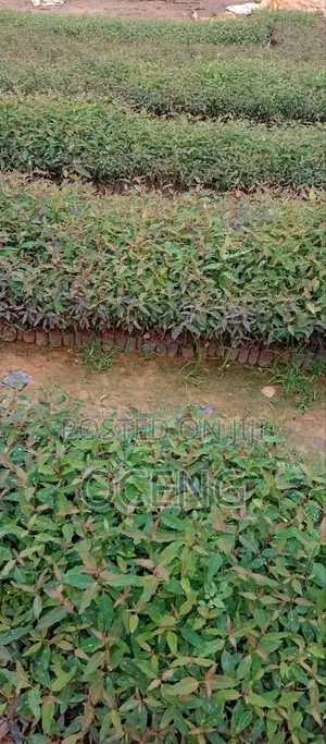 Clonal/Improved Eucalyptus, Gu And Gc Spieces All Available
