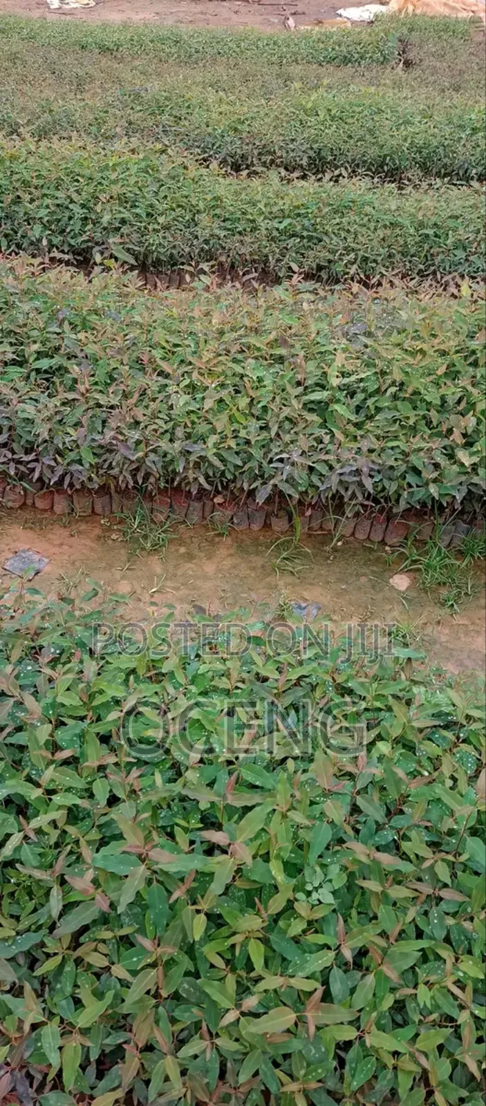 Clonal/Improved Eucalyptus, Gu And Gc Spieces All Available