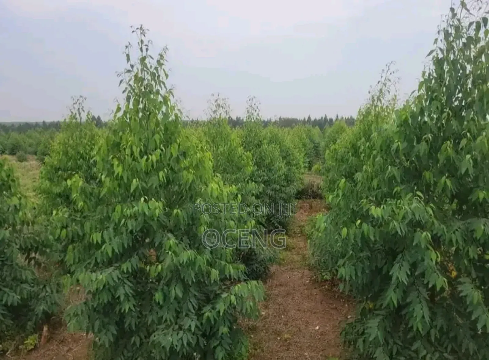 Clonal/Improved Eucalyptus, Gu And Gc Spieces All Available