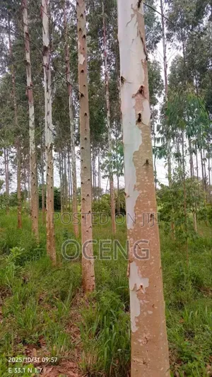 Clonal/Improved Eucalyptus, Gu And Gc Spieces All Available