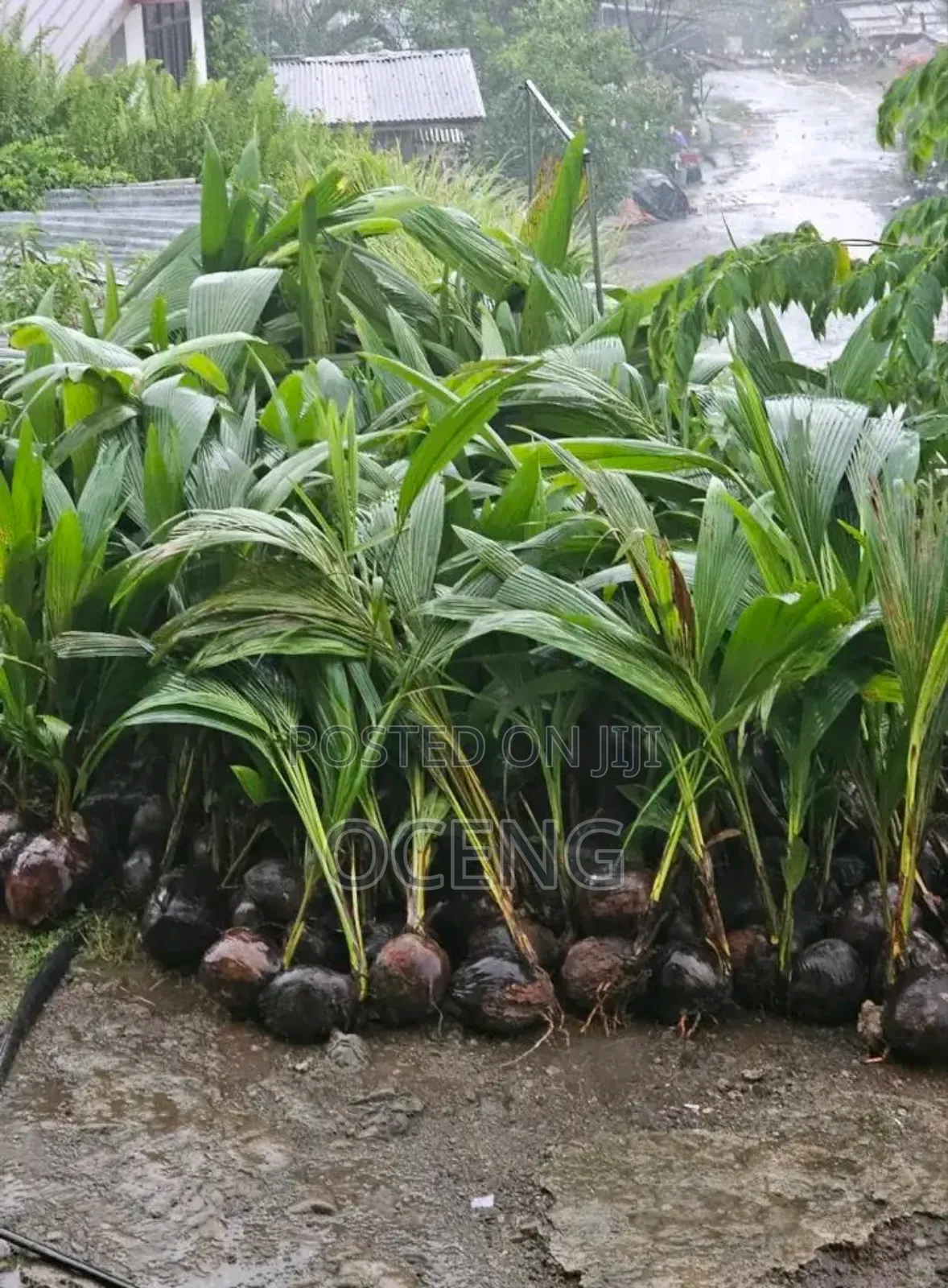 Coconut[Dwarf] Seedlings