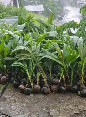 Coconut[Dwarf] Seedlings