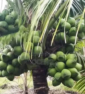 Coconut[Dwarf] Seedlings