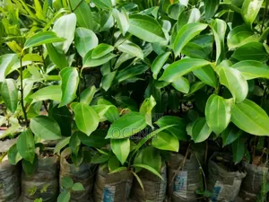 Cinnamon / Dalasin Seedlings