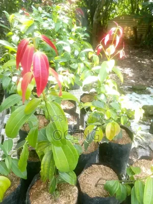 Cinnamon / Dalasin Seedlings