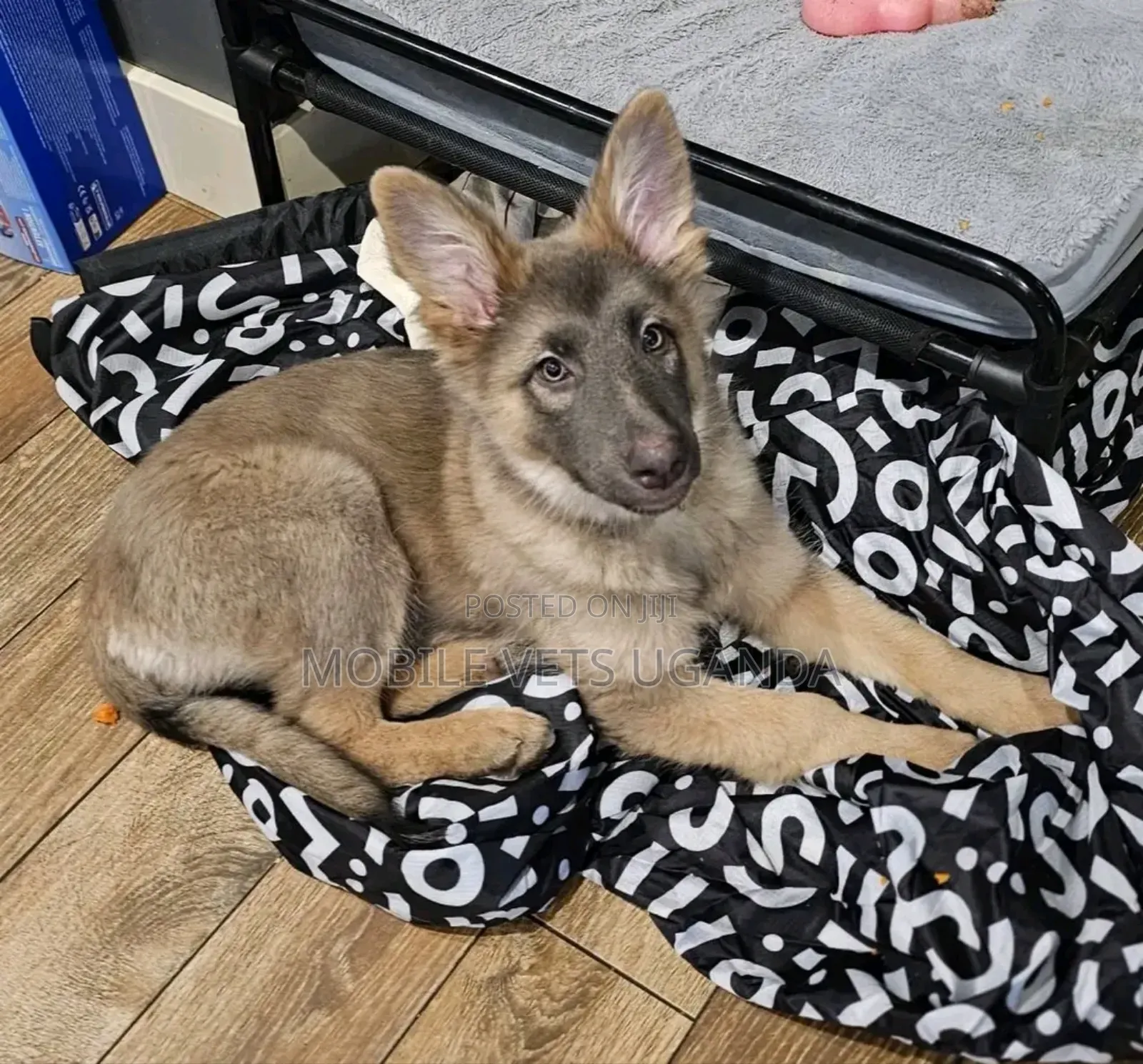 3-6 months Male Purebred German Shepherd