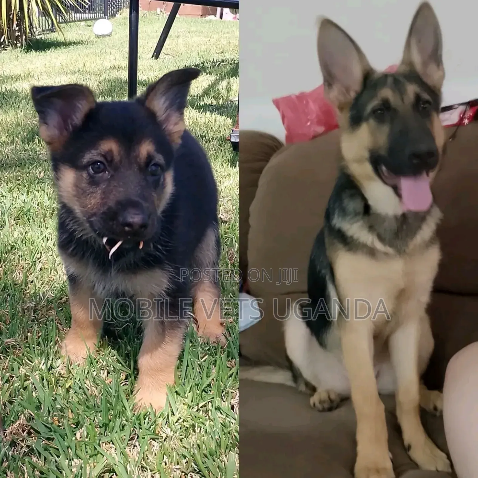 1-3 months Male Purebred German Shepherd
