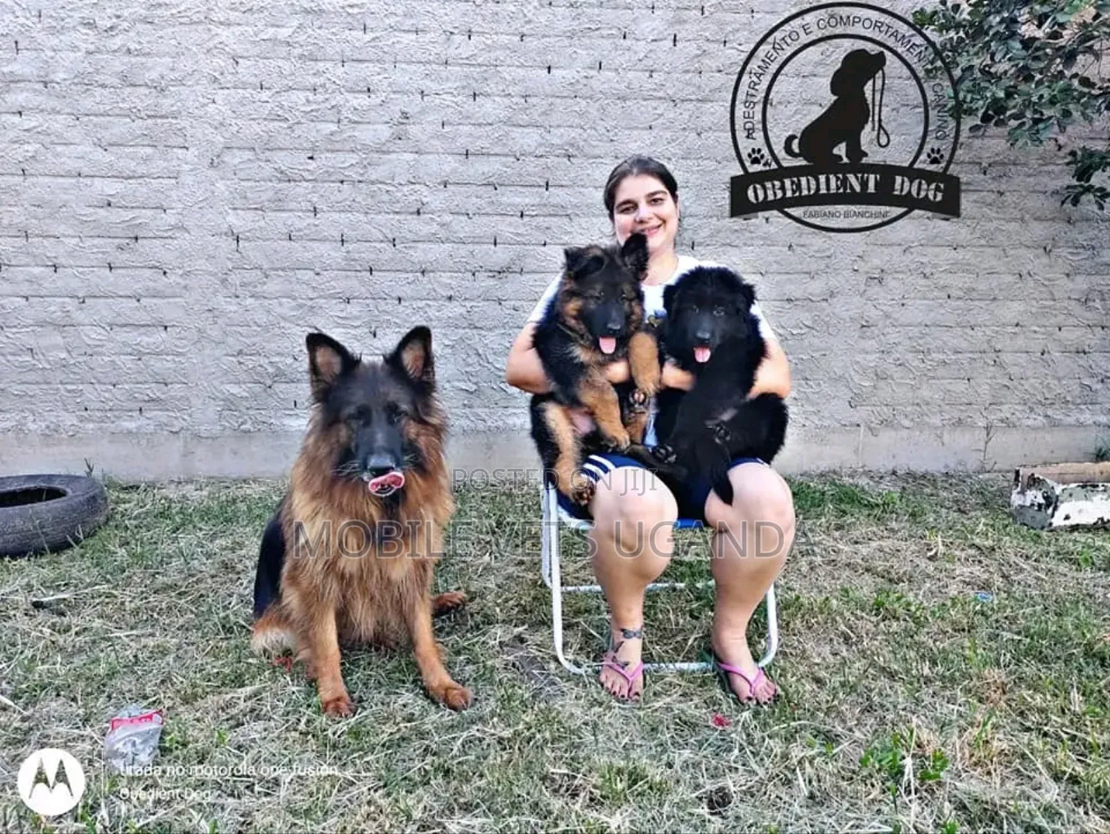 3-6 months Male Purebred German Shepherd