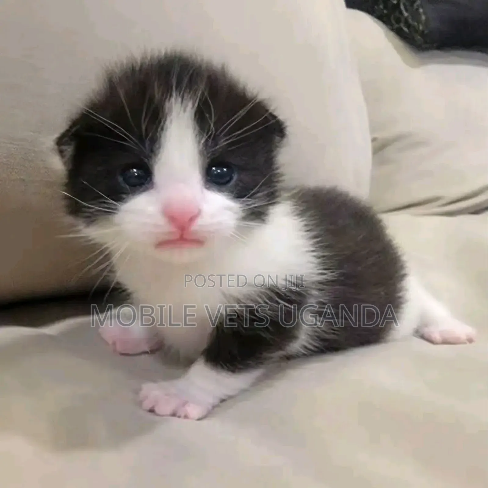 0-1 month Male Purebred Bombay