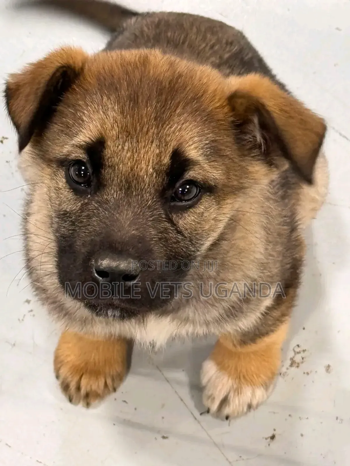 3-6 months Female Purebred German Shepherd