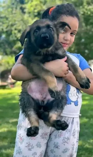 1-3 months Male Purebred German Shepherd