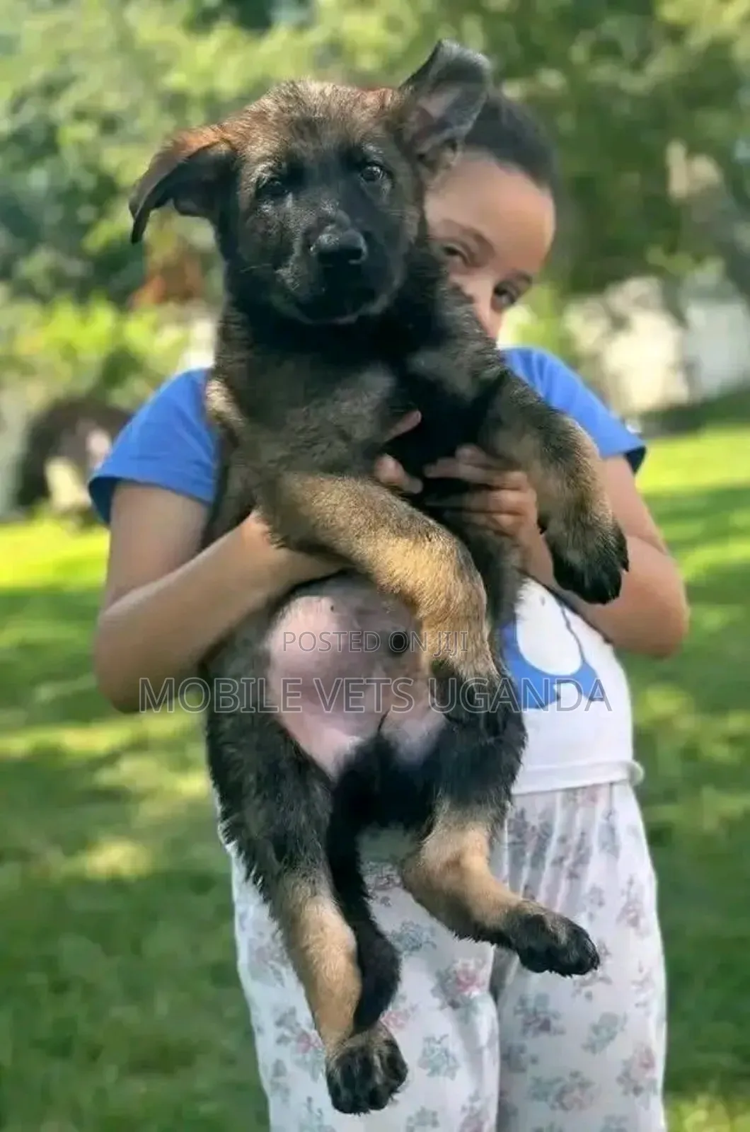 3-6 months Female Purebred German Shepherd