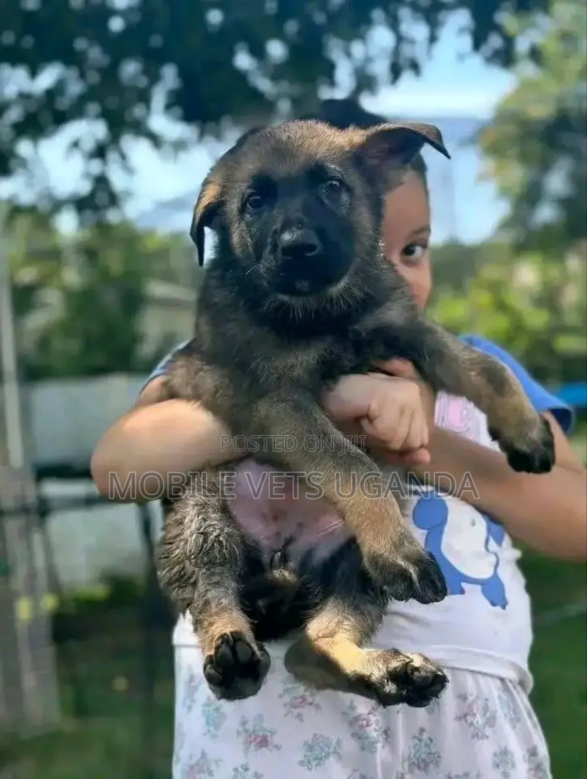 3-6 months Male Purebred German Shepherd