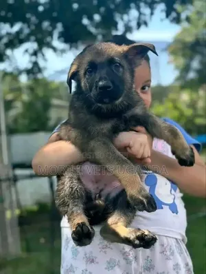 3-6 months Male Purebred German Shepherd