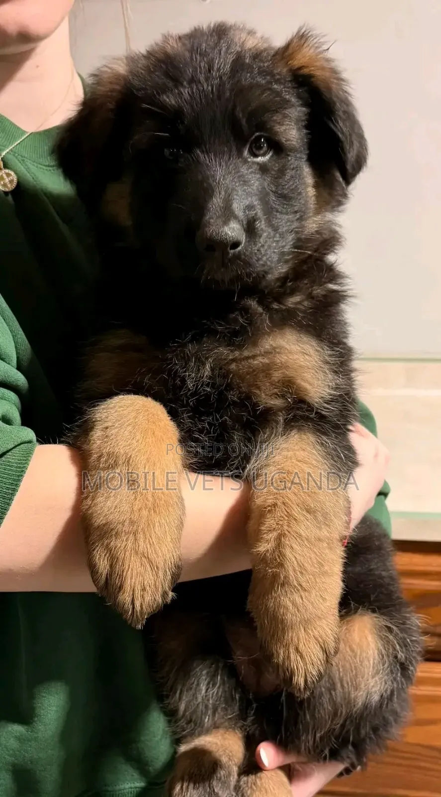 1-3 months Male Purebred German Shepherd