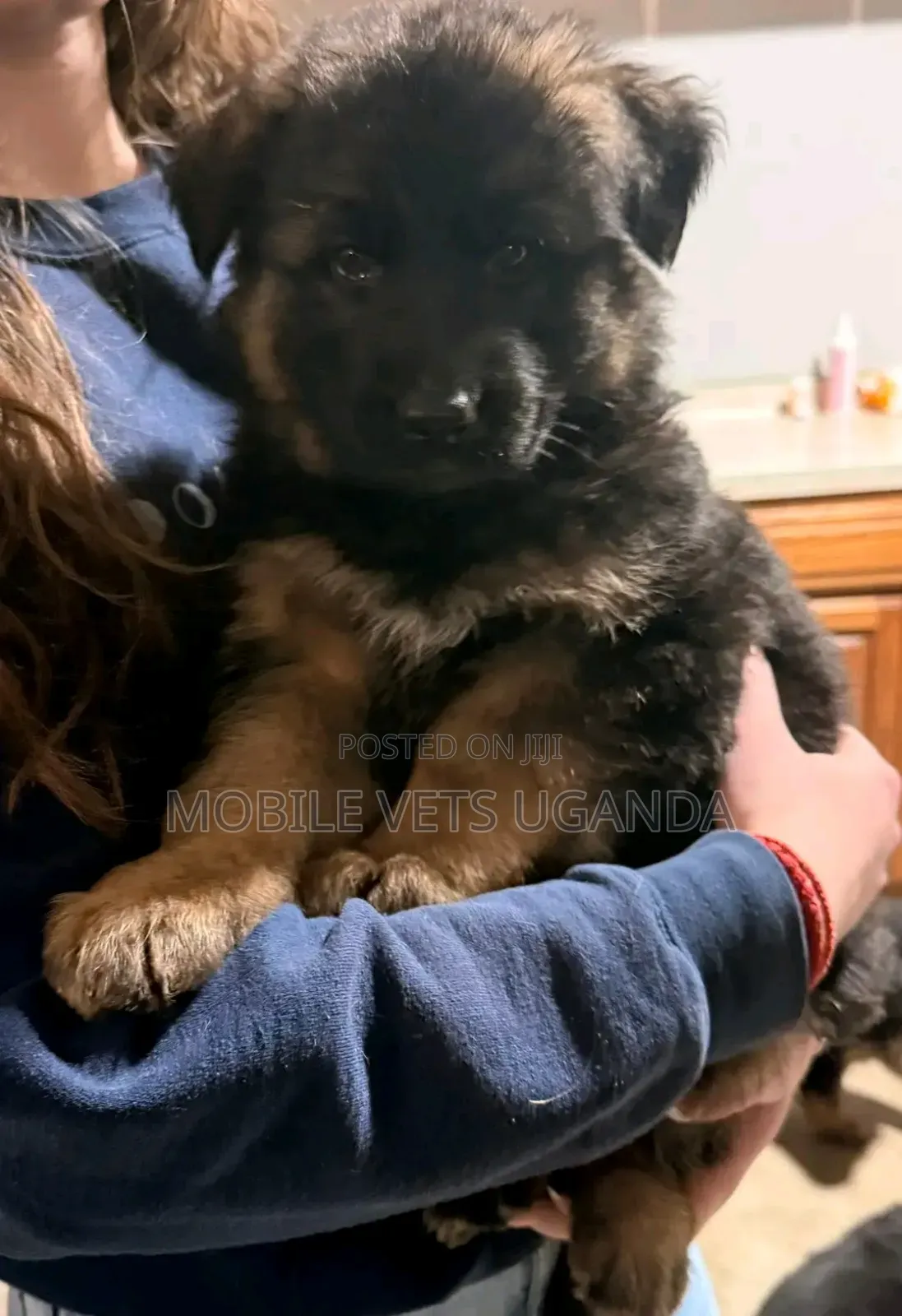 1-3 months Female Purebred German Shepherd