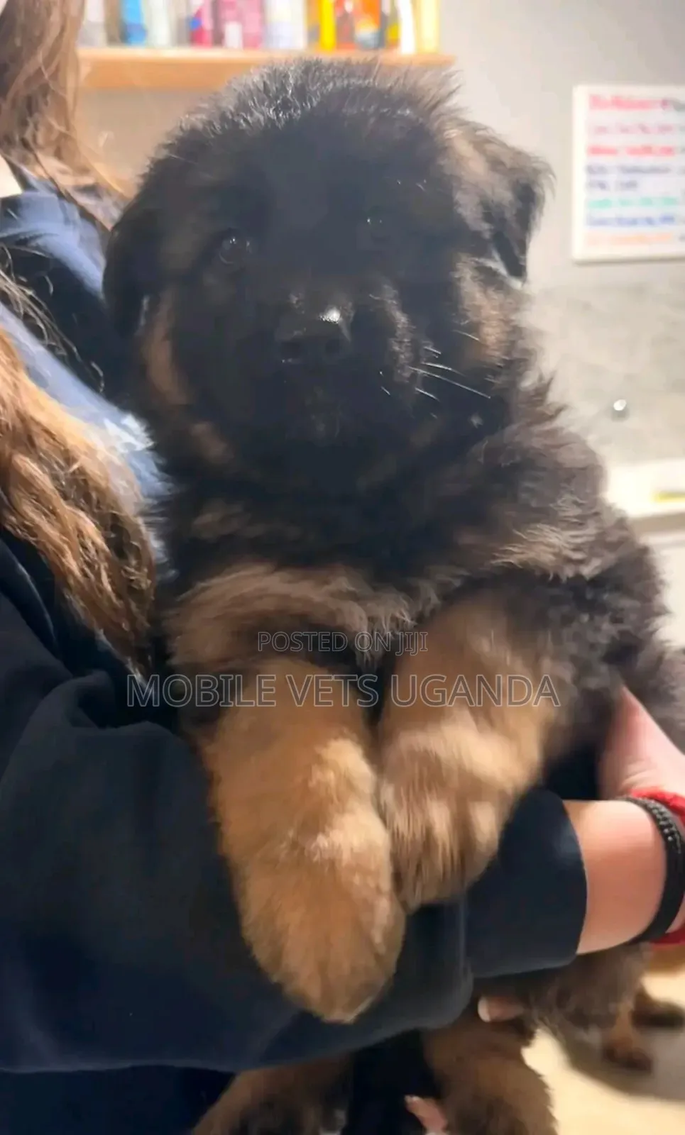 3-6 months Male Purebred German Shepherd